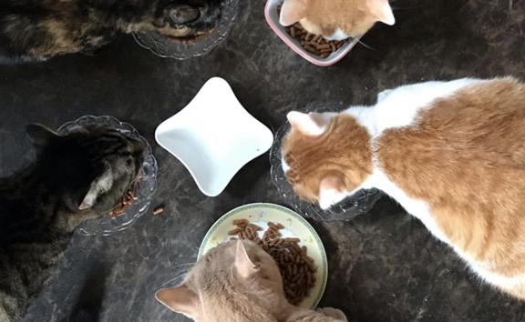 保護しています猫達の動画編集やYouTubeへ投稿動画の編集